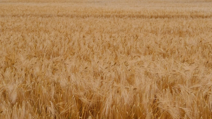 a large field of wheat is shown in the foreground